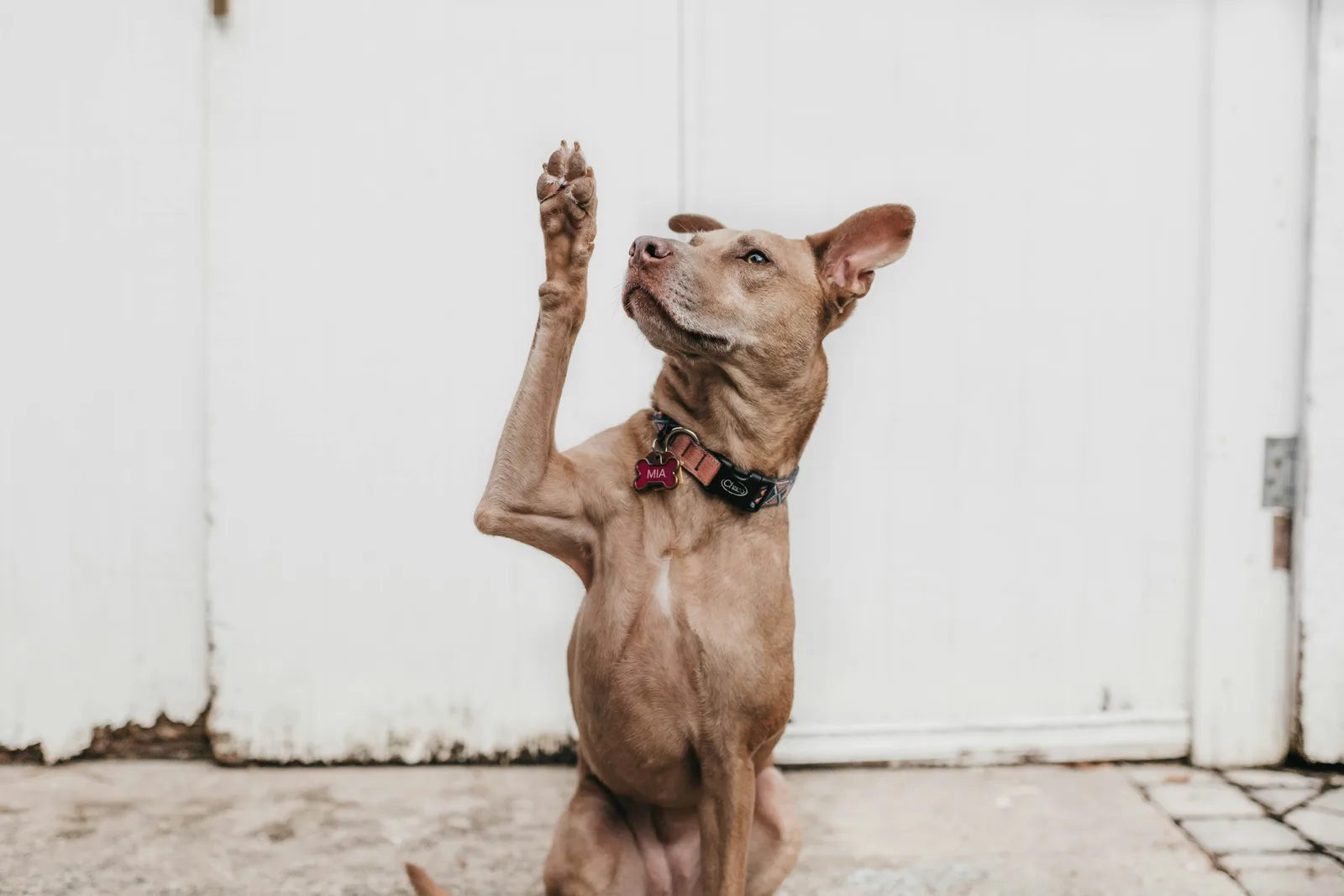 A dog raising its paw as if asking for help, symbolising how businesses must ask the right AI SEO questions to recover traffic lost to AI and get cited by ChatGPT.